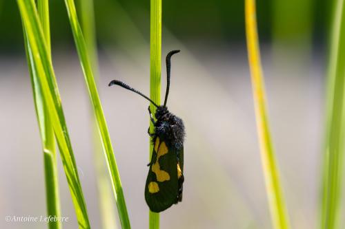 Réf. 344 660 : Zygaena trifolii